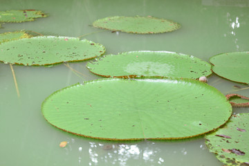 lago com vitoria regia