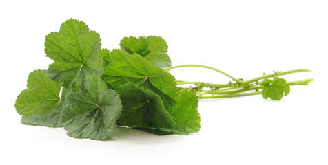 Green leaves of malva.