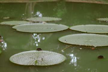 lago com vitoria regia