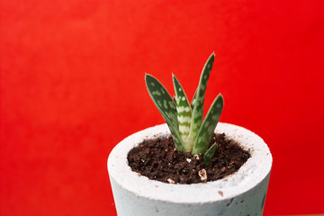green plant in a concrete pot, creative home decoration. on red background