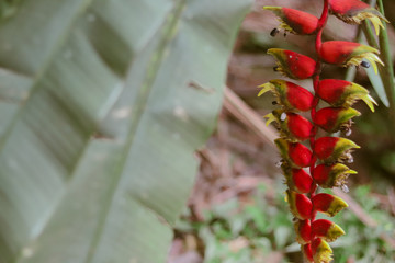 folhas e flores vermelhas