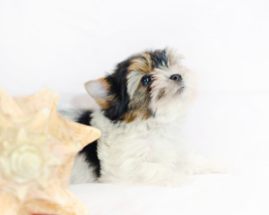 Two month old puppy Biewer-Yorkshire Terrier on a white background.  Dog with seashell.