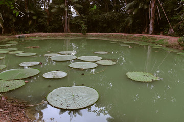 lago com vitoria regia