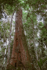 grande arvore da Amazonia