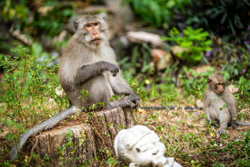 Wilder Makake in Koh Chang (Thailand)
