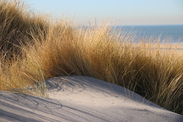 marram grass in the sun at the sand dunes along the north sea coast in the Netherlands