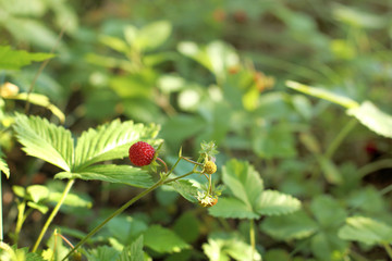 red berries wild strawberry. ecological gifts of the forest