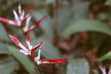 folhas e flores vermelhas