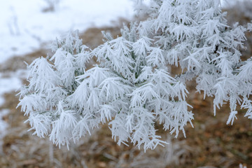 Kiefernadeln mit Raureif im Winter