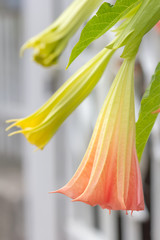 Close-up of yellow and pink flowers of angel's trumpet.