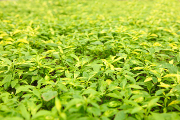 Obraz premium Growing grassy green plants