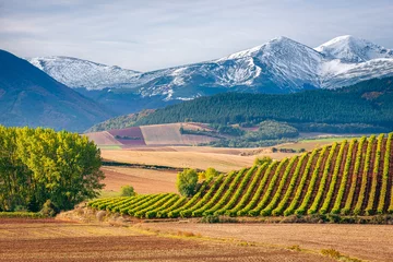 Crédence de cuisine en plexiglas Vignoble Vignobles avec la montagne de San Lorenzo en arrière-plan, La Rioja, Espagne