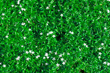 little white flower on dark green shiny glitter grass background, frame texture background for garden, beautiful green shimmer glittering texture background