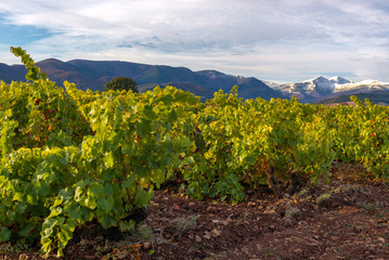Fototapeta na wymiar Vineyard in autumn, La Rioja, Spain