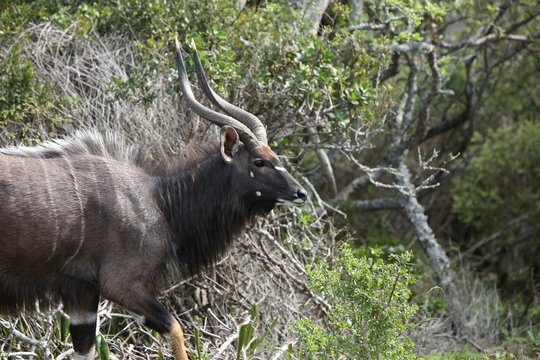 A male Nyala antelope found in the wild in South Africa. Game viewing concept image. 