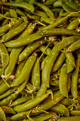 Young green pea pods laid in the rows
