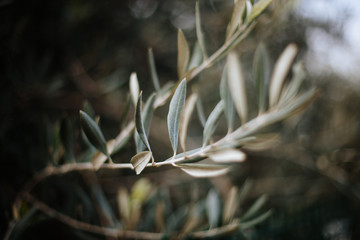 Olive leaves