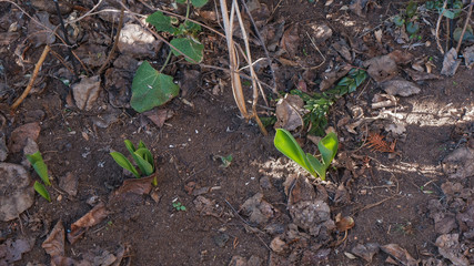Die Tulpen sprießen aud der erde