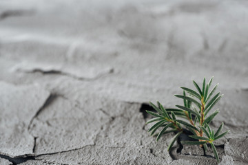selective focus of young green plants on dried cracked land surface, global warming concept