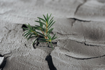 selective focus of young green plants on barren ground surface, global warming concept