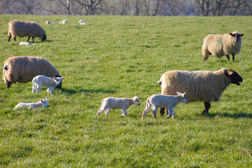 Fototapeta premium Sheep with their lambs on a meadow during lambing season.
