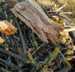 Kirschbaum von Ästen befreit