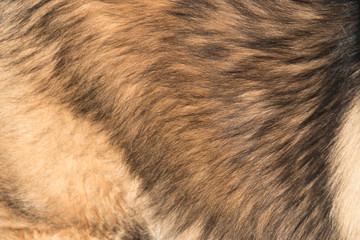 background of dog fur