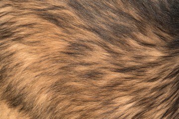 background of dog fur