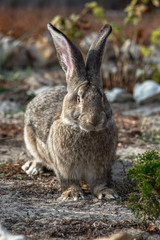 Portrait of a big beautiful rabbit in the yard