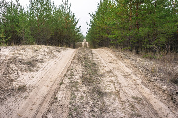 Sandy road in a young pine forest