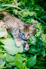 Naklejka na ściany i meble Cute tabby little kitten in the grass