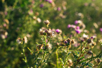 Beautiful onopordum - green prickly weed on sunset