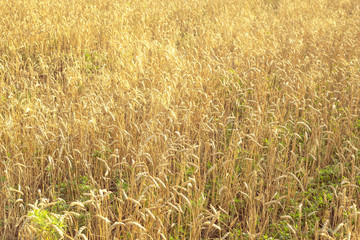 Wheat on the field. Plant, nature, rye