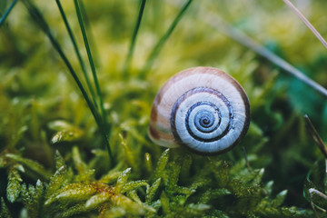 snail in the nature