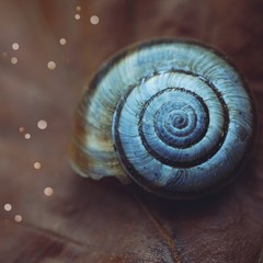 snail in the nature
