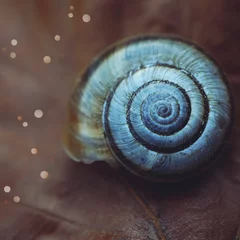 Poster snail in the nature © Ismael