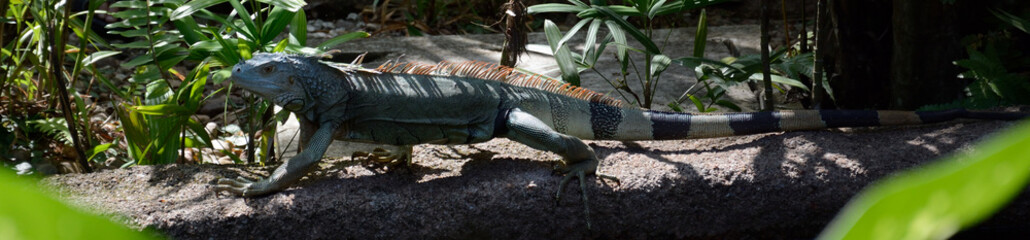 Asian water monitor, Singapore