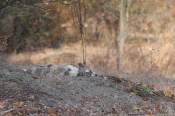 cute puppy dreaming surrounded by sand