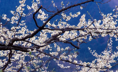 満開のスモモの花