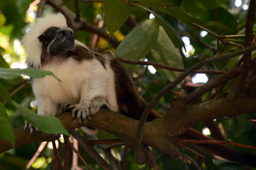 Cotton-top tamarin