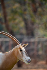 a beautiful Scimitar Oryx