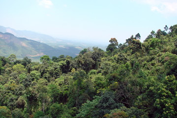 Panorama of a cloudy blue sky over the young trees of a mountain forest on the top of a hill in the background of mountain ranges on the horizon.