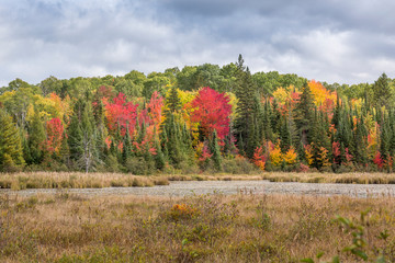 Obraz premium Marshland with colors of indian summer in Renfrew County, Ontario, Canada