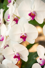Naklejka na ściany i meble a beautiful white orchid