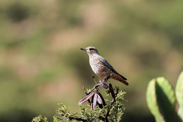 Juvenile Diederik cuckoo (Chrysococcyx caprius)