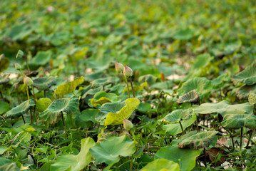 Closeup selective focus on bloom pink lotus with blurred green leaves in background