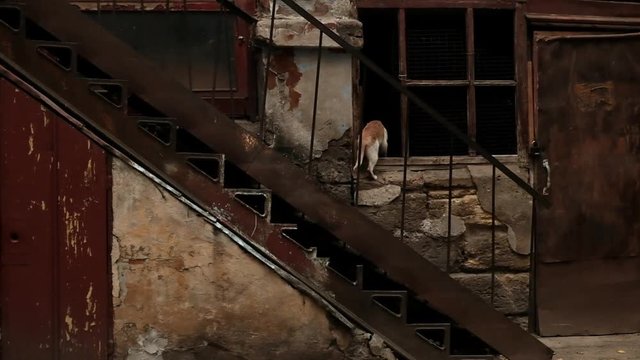 Poor homeless kittens living in some abandonned building