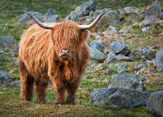 Highland Cow in a rock field