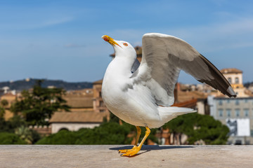 Seagull in the foreground, in the background the center of Rome