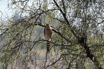 Gabar Goshawk (Melierax gabar) in a tree